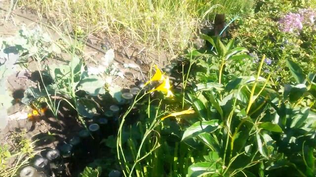 Где взять мульчу для растений? Плоды абрикоса "Краснощекий" смотреть онлайн