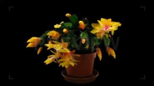 Orange Christmas Cactus Blooming Stock Video