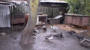голубой фаворит утка/забой 120 дней содержания