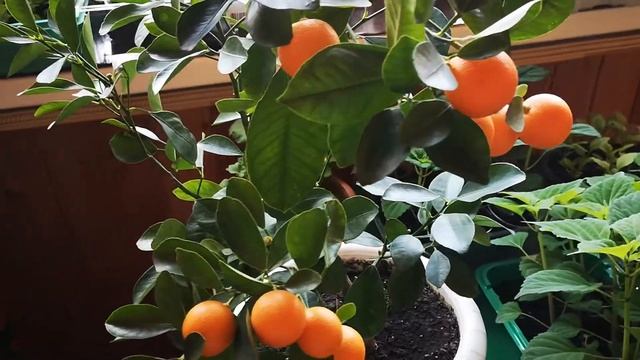 Каламондин или мандарин? Помогите разобраться! смотреть онлайн