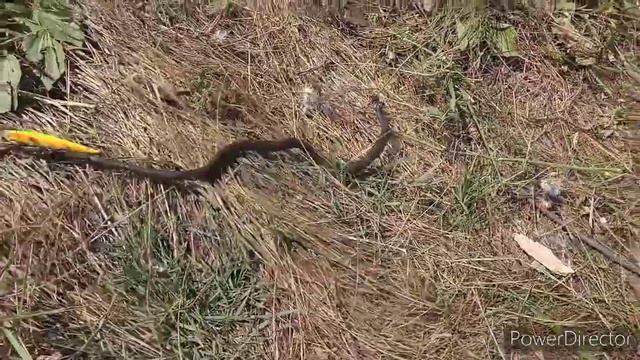 Орель порадовала рыбой. смотреть онлайн