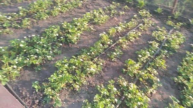 0074 Мир Труд Май. С праздником всех трудящихся. смотреть онлайн