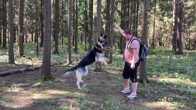 Летающие собаки !!! Мой рост 197!! Эти красавцы с места прыгают на такую высоту !!!!! смотреть онлайн