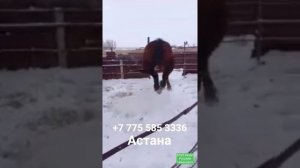 Жеребец 3 года! Русский тяжеловоз!