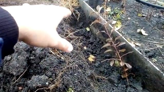 Посадка маточника подвоя 54118 и интеркалярная вставка смотреть онлайн