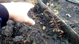 Посадка маточника подвоя 54118 и интеркалярная вставка