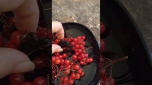 Как отличить калину от других ягод