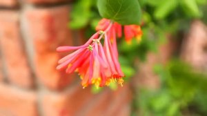 Can Garden Beach - Side, Turkiet