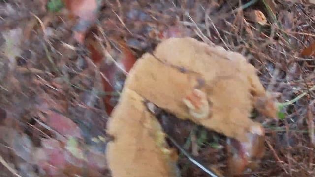 В лес по грибы! Маслята. Сбор грибов 3.06.21 смотреть онлайн