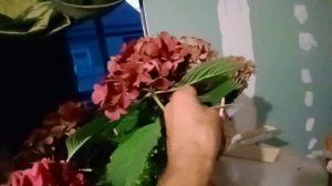 Новинка TABLEtensia миниатюрная гортензия (Таблетка 💞💞💞)