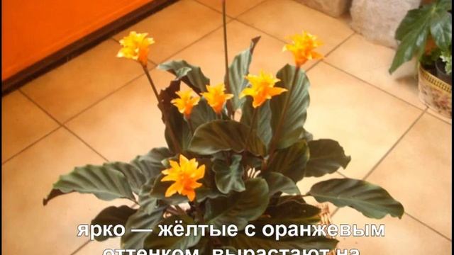 Калатея шафранная