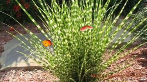 Мискантус китайский Литтл Зебра ? обзор: как сажать, саженцы мискантуса Литтл Зебра