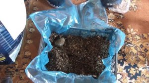 КАРТОФЕЛЬ РАССАДОЙ. Как вырастить картофель и получить ранний урожай.mp4