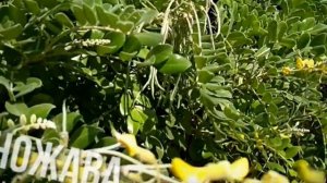 Едно интересно растение от тропиците - Софора, Sopfora tomentosa! Запознайте се!