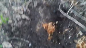 Пересадка в грунт львиного зева