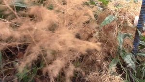 СПАРЖА ОСЕНЬЮ.  СЕМЕНА.