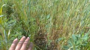 Райграс на сено - первый год второй укос