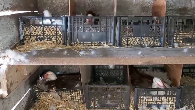 САМАЯ выгодная птица в хозяйстве!!! мясо очень вкусное!! Они себя и Вас кормят! смотреть онлайн