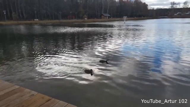 Пруд г.Белебей. Поющие родники.