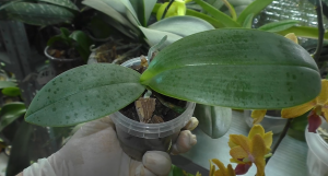 ОРХИДЕИ-малышки Гретхен СПУСТЯ ГОД. Перекладываю Из Напёрстка в СТАКАН