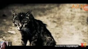 Грусноя история до сльоз : Уродливый кот