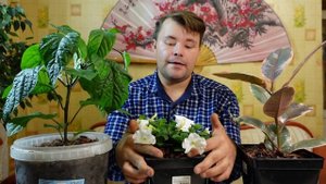 #Мульчирую растения в горшках. Зачем я это делаю???