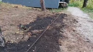 Живая изгородь из Туи Брабант в сосновом лесу