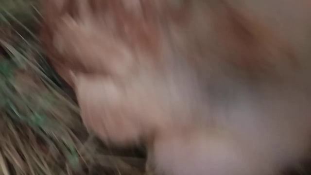 курица садится в гнездо. chicken sits in a nest. смотреть онлайн