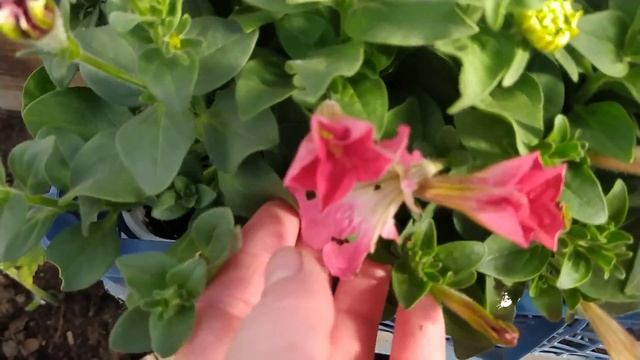 Цветёт слива.Что растёт у меня в теплице ? смотреть онлайн