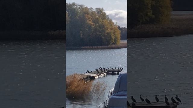 Птичий базар на пирсе ? смотреть онлайн