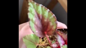 Begonia Rex and Begonia manaus leaf propagation update! Ep. 17