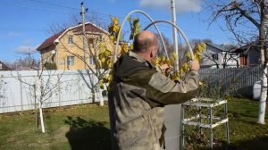 Подготовка Абрикоса к Зиме