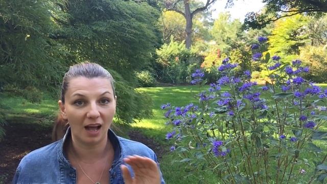 ? Planting Caryopteris ~ Pairing Plant Colors ? смотреть онлайн