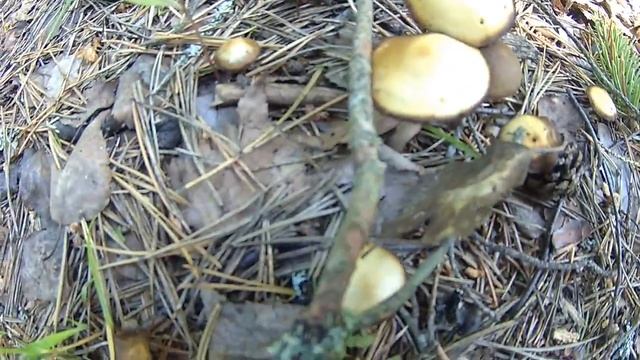 Берем сосновую шишку, Подмосковье. смотреть онлайн