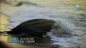 Animal Planet - Неизведанные острова