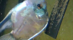 Разведение Скалярии Параиба