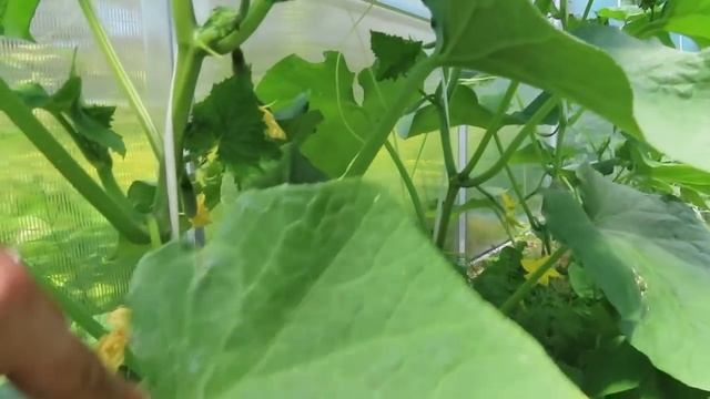 ЧТО БЫ ПЕТУНИЯ ДОЛГО И ПЫШНО ЦВЕЛА, ПРОСТЫЕ и ВАЖНЫЕ правила, ВЕРТИКАЛЬНАЯ КЛУМБА,обзор 21 июня смотреть онлайн