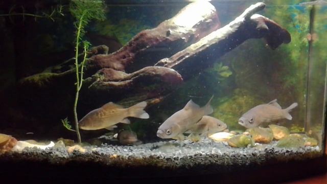 Аквариум с карасями и сомами.Часть 3 смотреть онлайн