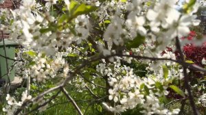 Front Garden up-date | Cherry Blossom | Bluebells | Montana Clematis | Japanese  Maples & more . .