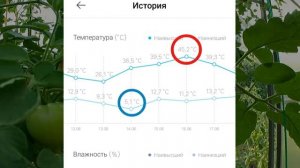 Томат Сувенир. Создает праздничное настроение!