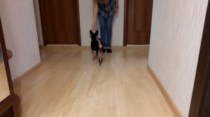 Топ 10 полезных команд для собак. Часть 2.