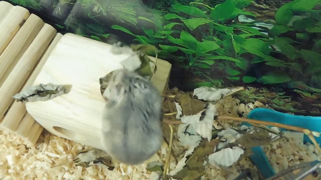 МАТИЛЬДА - САПФИРОВАЯ - В НОВОМ ДОМЕ . СИГНА ДЛЯ СОФИИ ( МАРИ МИСТИК ) ДЖУНГАРСКИЕ ХОМЯЧКИ смотреть онлайн