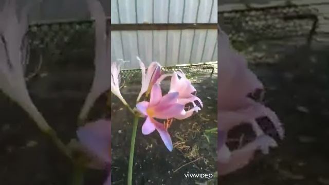 цветение лилий 11 августа 2020 г. Ликорис чешуйчатый или паучья лилия смотреть онлайн