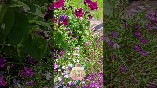 Петуния и лобелия в кашпо.?