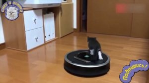 Кот Катается На Роботе Пылесосе