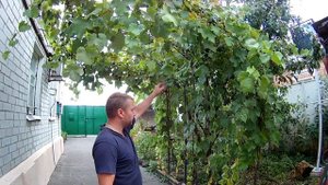 Шпалера для винограда через два года!