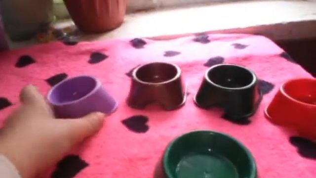 Все миски моих животных. ?