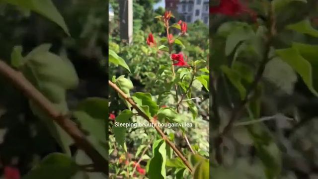 Sleeping beauty bougainvillea смотреть онлайн