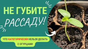 Не потеряйте рассаду! Что категорически нельзя делать с огурцами