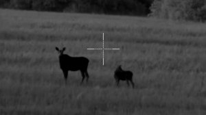 Охота на кабана с вышки 2023